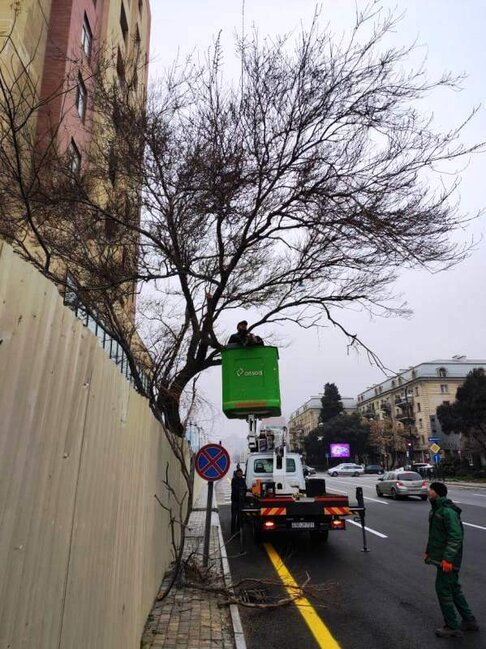 Paytaxtda ağaclar budanır və yuyulur