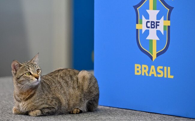 Braziliya Futbol Konfederasiyası pişiyə görə məhkəməyə verilib