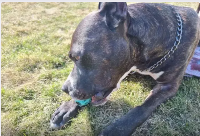 Tarixdə yaşamış ən böyük it