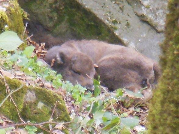 Şahdağ Milli Parkında daha bir zubr balası dünyaya gəlib
