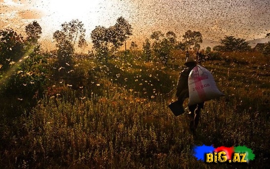 Təbiətin ən gözəl mənzərəsi. Heyvanların köçü - FOTO