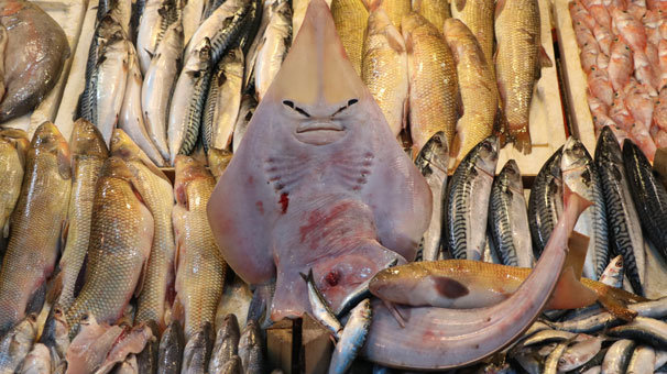 Bu balığı görənlər dəhşətə gəlir - İnanılmaz / FOTOLAR