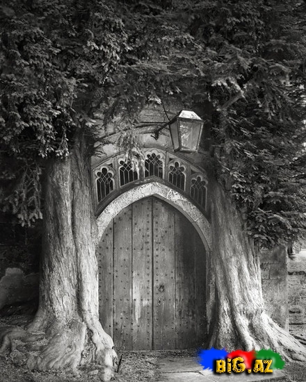 Dünyanın ən yaşlı ağacları - FOTO