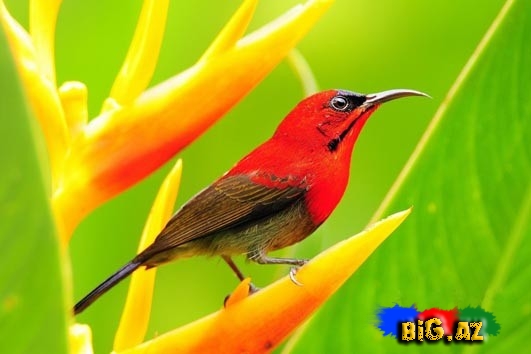 Biri birindən mükəmməl quş növləri - FOTO