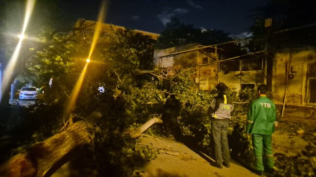 Dünəndən bəri Bakıda 41 ağac sınıb - Fotolar