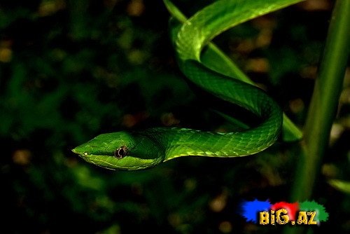 Qeyri-adi ilan görənləri çox təcübləndirir - FOTO