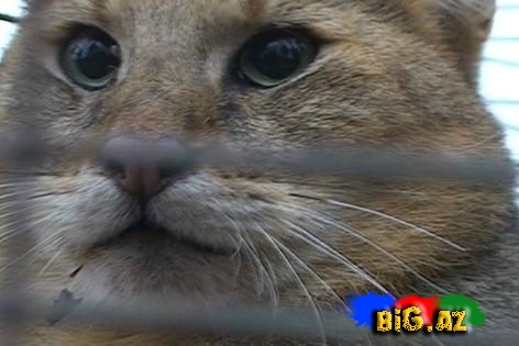 Göyçayda vəhşi çöl pişiyi tutulub - FOTO