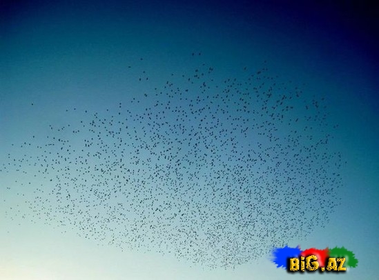 Təbiətin ən gözəl mənzərəsi. Heyvanların köçü - FOTO