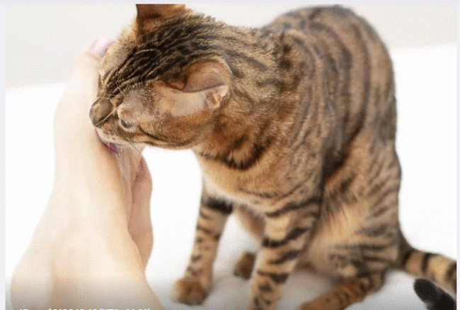 Niyə pişiklər tər qoxusunu sevir? - 5 maraqlı səbəb