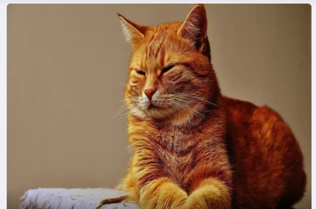 Sarı pişiklərin xüsusi və bənzərsiz olmasının SƏBƏBİ