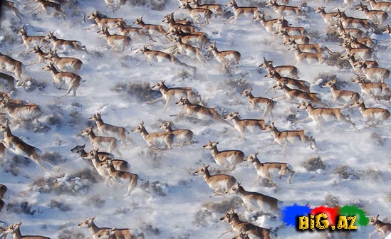 Təbiətin ən gözəl mənzərəsi. Heyvanların köçü - FOTO