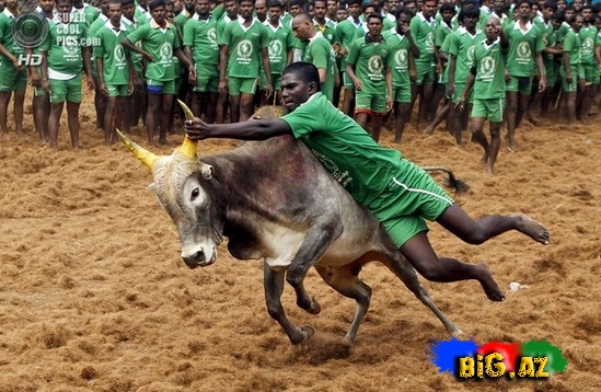 Hindlilər də ispanlar kimi öküz döyüşü keçirir - FOTO