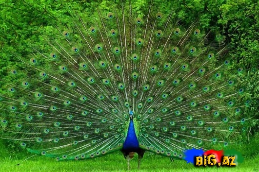 Biri birindən mükəmməl quş növləri - FOTO