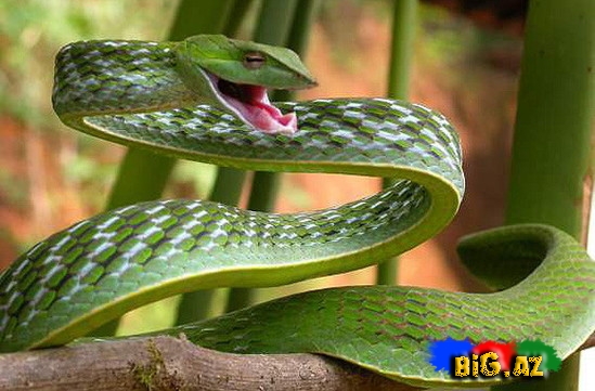 Qeyri-adi ilan görənləri çox təcübləndirir - FOTO