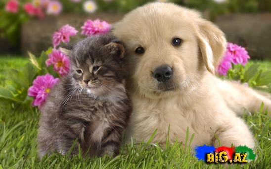 Eyni masada 13 it və 1 pişik yemək yedilər - VİDEO