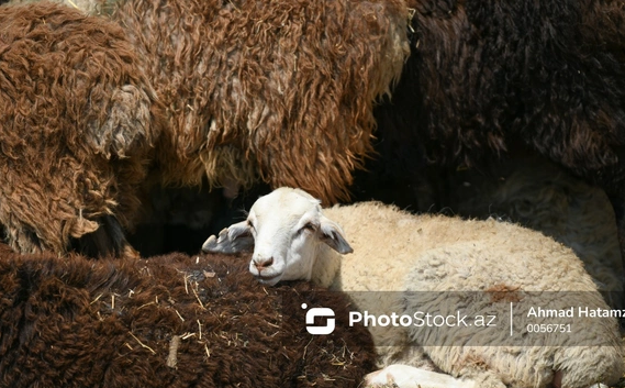 Nişanlı qız üçün qurban kəsilməsi günahdırmı?