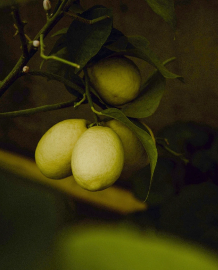 Leyla Əliyeva və Arzu Əliyevanın Naxçıvan səfəri Ordubad rayonunda davam edib - FOTO