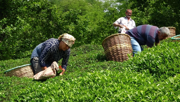 Çay idxalı aşağı düşəcək: Qiymət qalxacaq?
