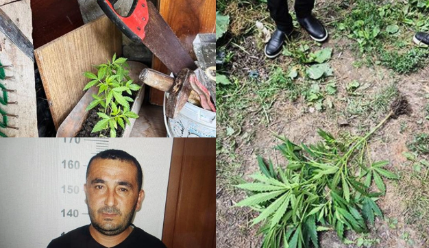 Qəbələdə çətənə kolları yetişdirən şəxs saxlanılıb