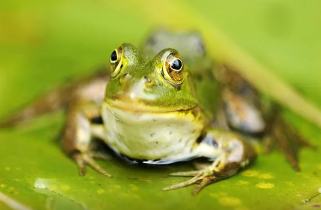 Alimlər zəhərə davamlı qurbağa növü aşkar atdilər