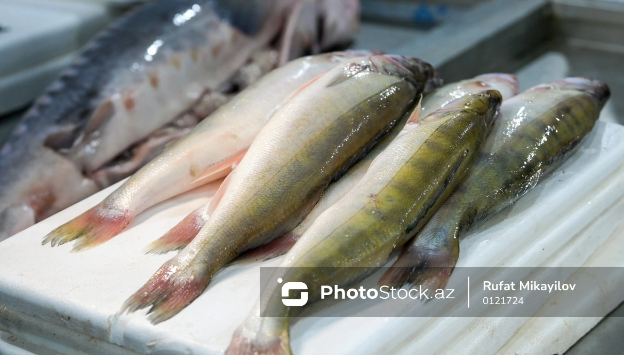 Azərbaycanda iki növ balıq bahalaşdı - SƏBƏB