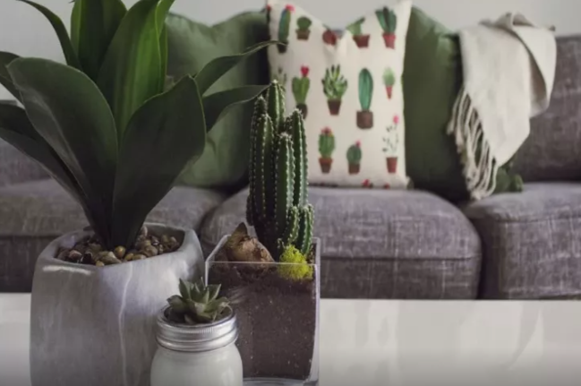 Otaq bitkilərini niyə krant suyu ilə sulamaq olmaz?