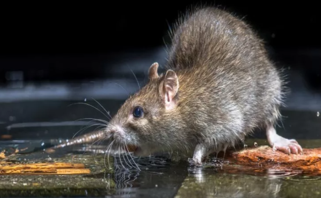 Heyvanlar yuxuda nə görürlər? Maraqlı faktlar AÇIQLANDI