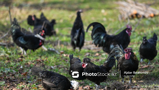 Böyük Britaniyada 600 nəfər bir xoruzun xilası üçün petisiya başladıb