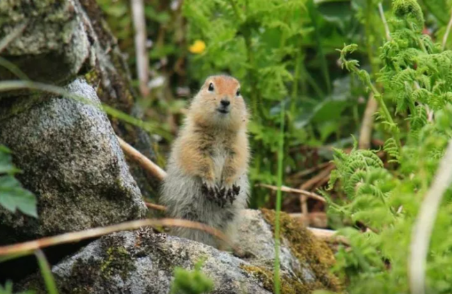 Aylarla beynini "söndürən" və ölməyən canlı