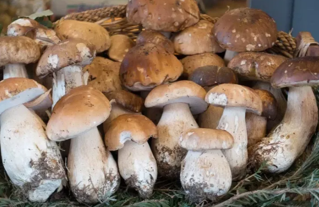 Göbələyin kişiləri xərçəngdən necə qoruya biləcəyi AÇIQLANDI