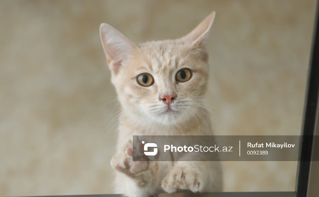 Çində kuryoz hadisə: Ofisdə unudulan pişik sahibinə baha başa gəldi