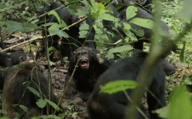 Uqandada şimpanzelər arasında "vətəndaş müharibəsi" başlayıb