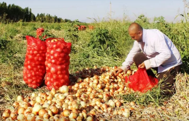 Fermer məhsul yetişdirir, amma niyə qazana bilmir? - Problemin səbəbi