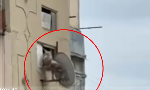 Bakıda itə qarşı zorakılıq: Pəncərədən aşağı atıldı - Video