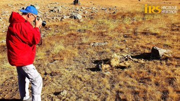 Hikmət Hacıyev ermənilərin basdırdığı minanın qurbanı olmuş qonur ayının görüntüsünü yayıb - FOTO