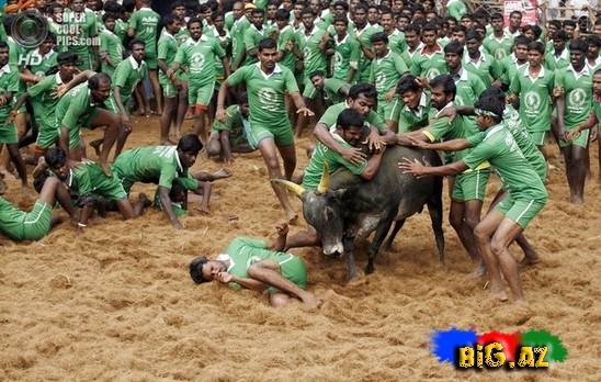 Hindlilər də ispanlar kimi öküz döyüşü keçirir - FOTO