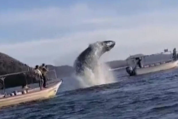 Meksikada balina qayığa çırpıldı: İki yaralı var - VİDEO