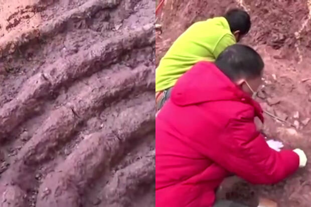 Çində nəhəng dinozavrın qabırğası aşkar edilib - VİDEO