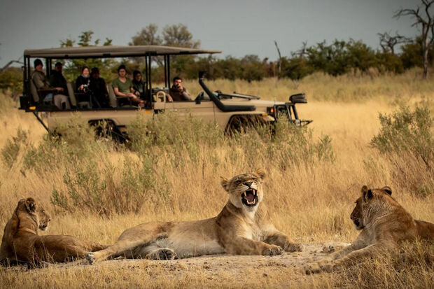 Yaponiyada şir safari parkın işçisinə hücum edib