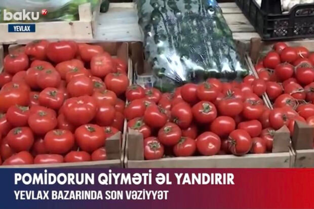 Yevlax bazarında pomidorun qiyməti "əl yandırır" - VİDEO