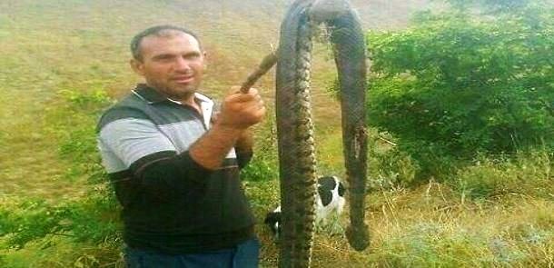 Azərbaycanda 2,6 metr uzunluğunda böyük gürzə öldürüldü - FOTO
