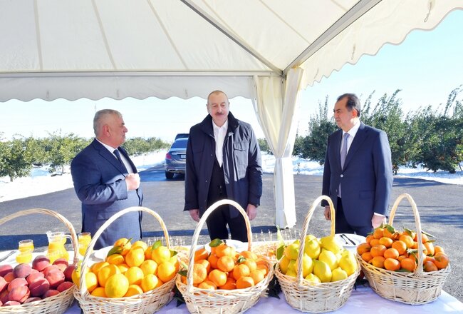 Prezident meyvə bağında - Fotolar