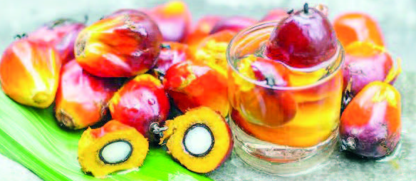 "Palma yağı az miqdarda və müxtəlif qidalanma fonunda zərərli deyil" - Qida eksperti