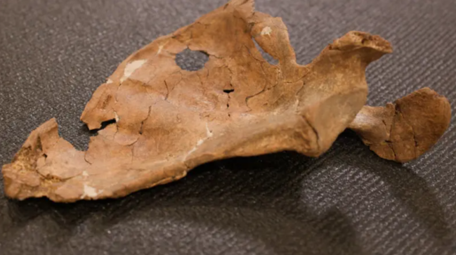 Neandertallar bir-birini öldürürmüş? - 75 min illik sirr