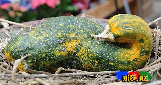 Qəribə formaya malik meyvə və tərəvəzlər - FOTO