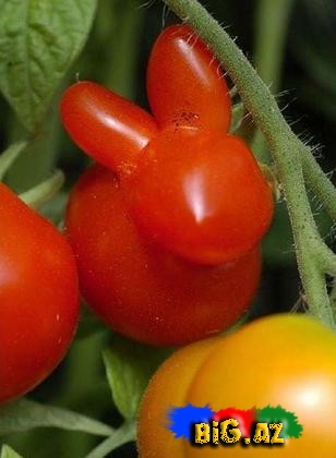 Qəribə formaya malik meyvə və tərəvəzlər - FOTO