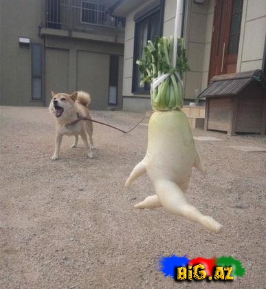 Qəribə formaya malik meyvə və tərəvəzlər - FOTO