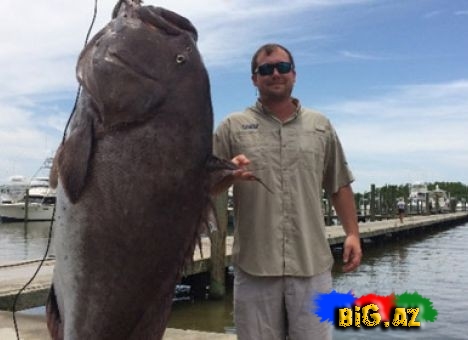 135 kiloqramlıq xanı balığı tutuldu - FOTO