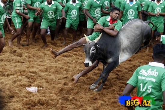 Hindlilər də ispanlar kimi öküz döyüşü keçirir - FOTO