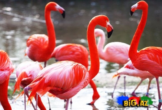 Azərbaycana gəlməli olan quşlar yolunu azdı